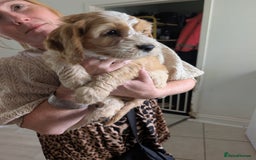 Cockapoo dogs for sale: Lovely Rose - Image 4