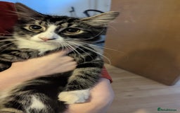 Mixed Breed cats for sale: two male kittens - Image 2