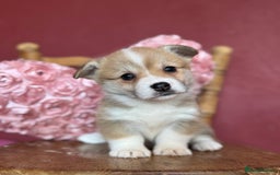Welsh Corgi Pembroke dogs for sale: Show Quality puppies - Image 5