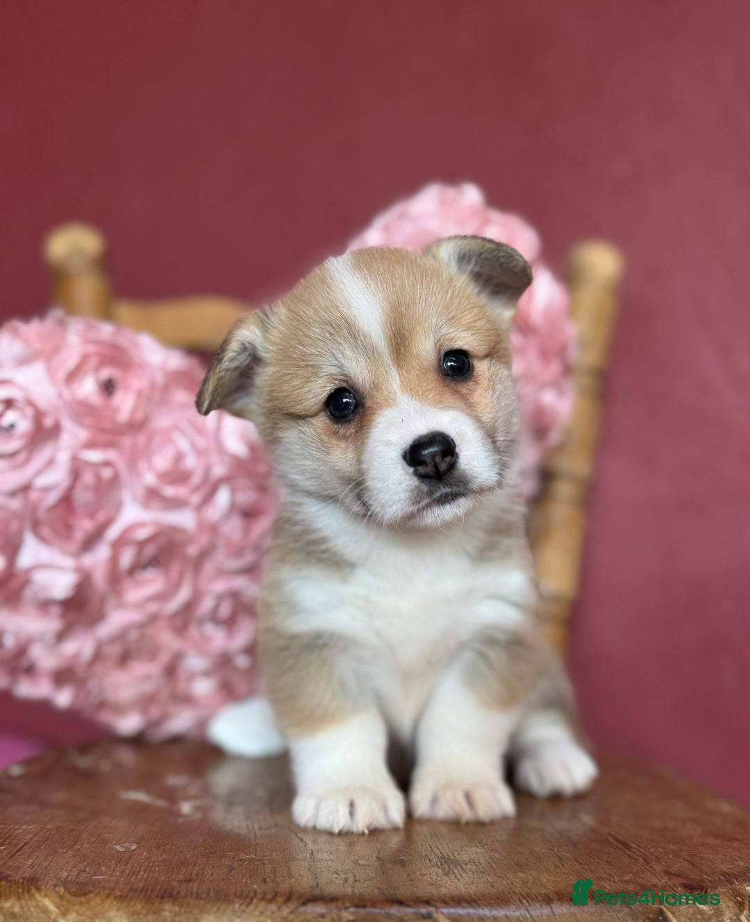 Welsh Corgi Pembroke dogs for sale: Show Quality puppies - Image 5