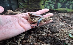 Skink reptiles for sale: African Fire Skinks for Sale - Image 4
