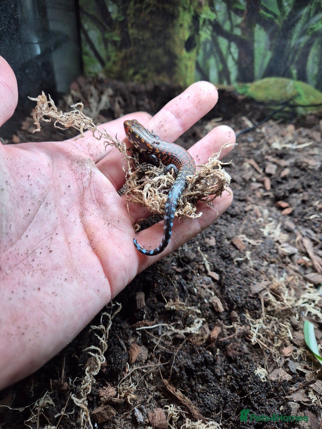 Skink reptiles for sale: African Fire Skinks for Sale - Image 4