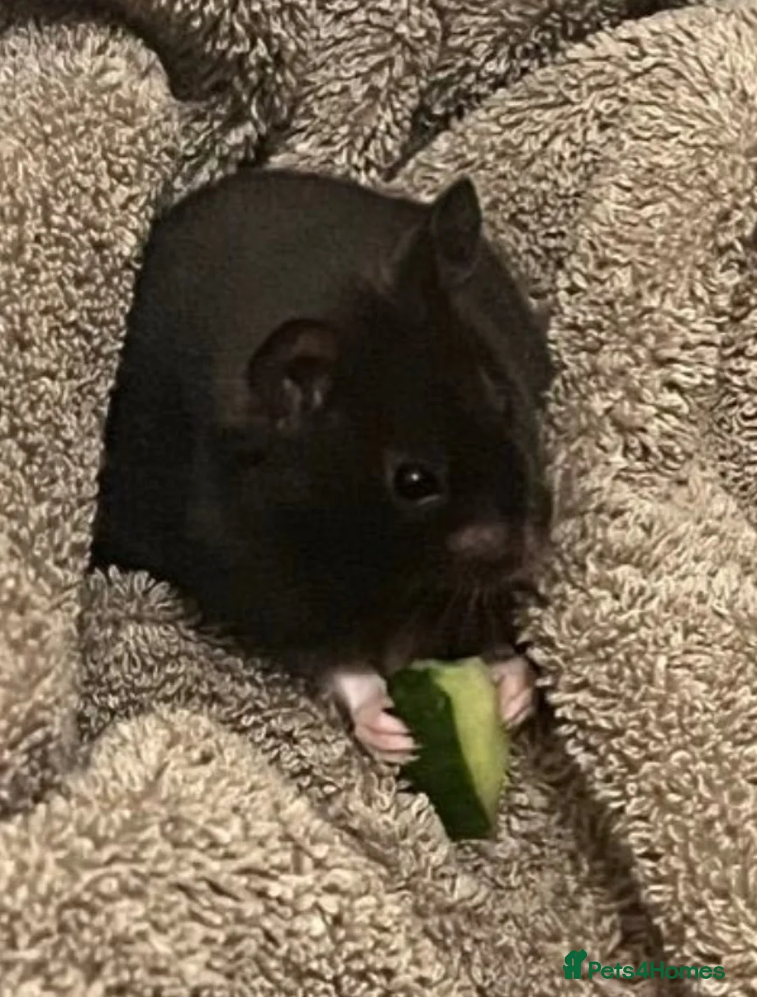 Hamster rodents for sale: Syrian Hamster in Liverpool - Advert 1