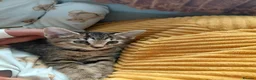 Mixed Breed cats for sale: Gorgeous little female bengal/tabby left in Thame - Advert 1