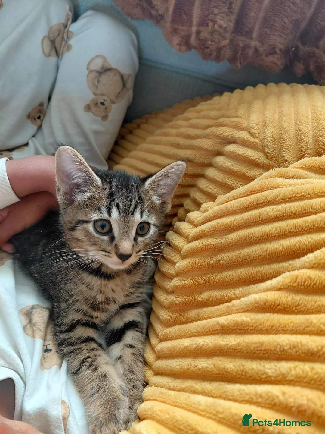 Mixed Breed cats for sale: Gorgeous little female bengal/tabby left in Thame - Advert 1