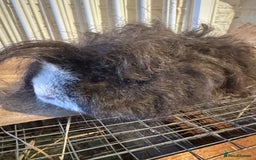 Guinea Pig rodents for sale: **FREE** Purebred Longhaired sows  - Image 16