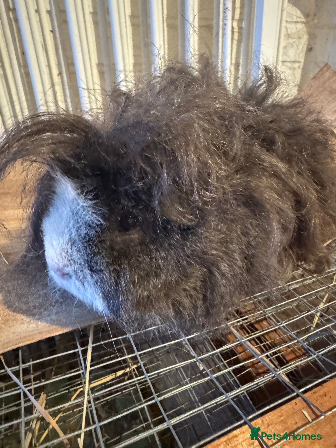 Guinea Pig rodents for sale: **FREE** Purebred Longhaired sows  - Image 16