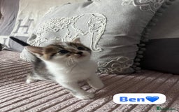 Mixed Breed cats for sale: 7 Beautiful Kittens 🩷💙 - Image 16