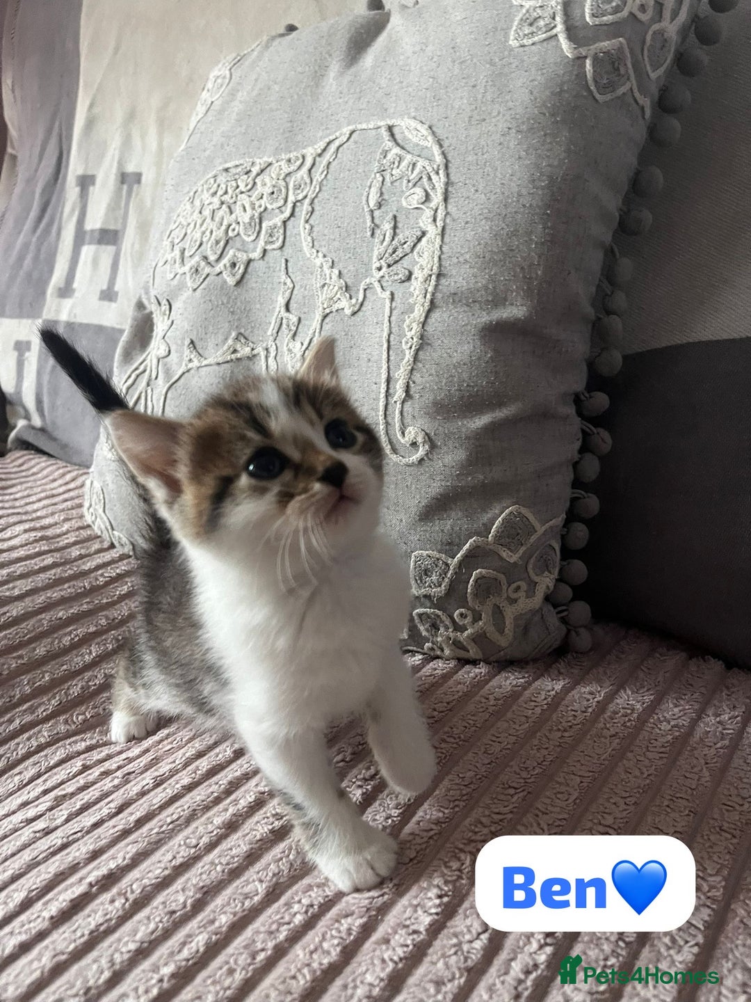 Mixed Breed cats for sale: 7 Beautiful Kittens 🩷💙 - Image 16