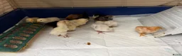 Mixed Breed poultry for sale: Cross breed chicks Unsexed £7 each - Advert 4