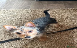 Mixed Breed dogs for sale: Yorkie crossed jack Russell  - Advert 5