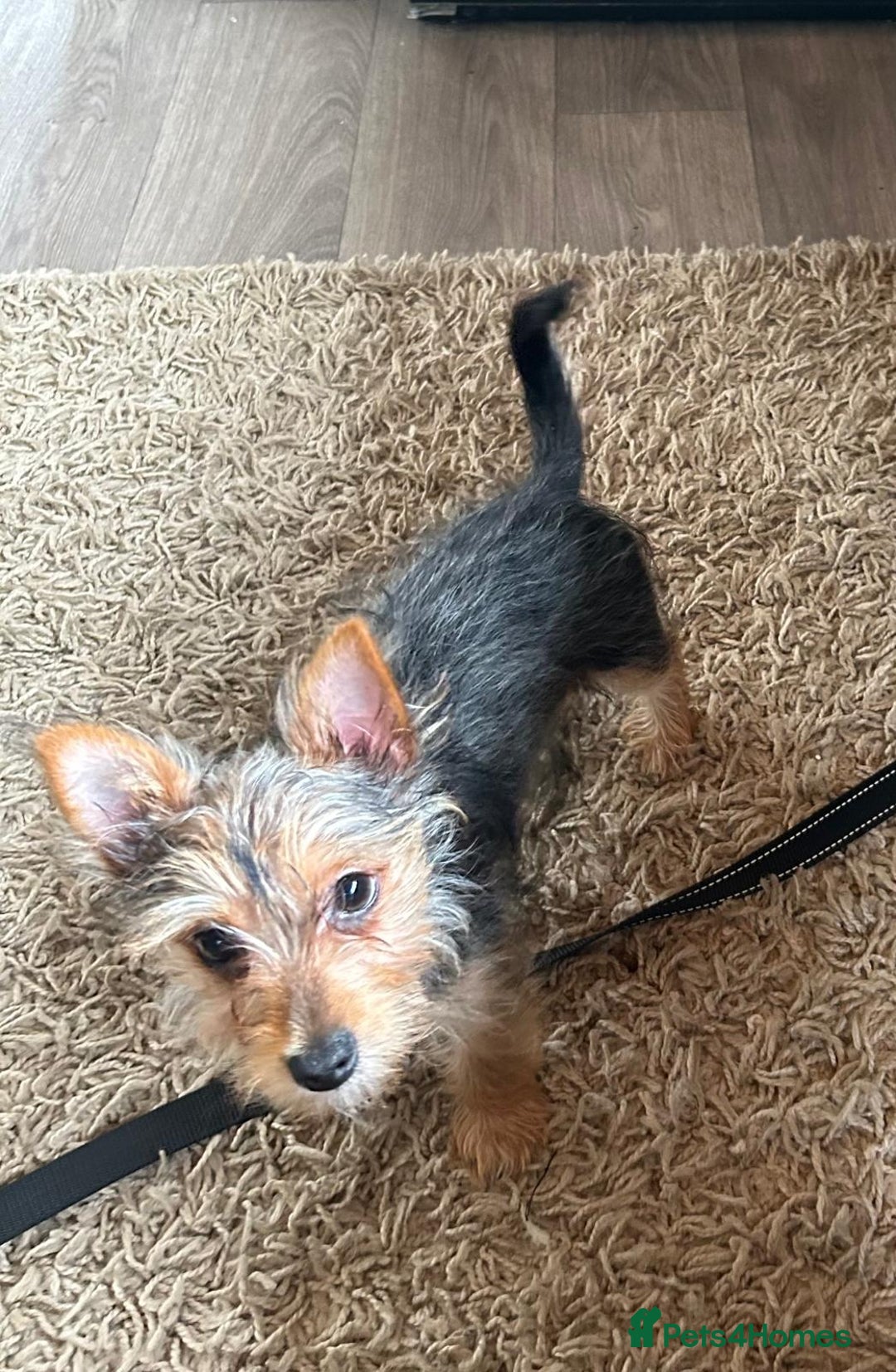 Mixed Breed dogs for sale: Yorkie crossed jack Russell  - Advert 5