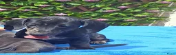 Miniature Dachshund dogs for sale: 🌈 BEAUTIFUL “RAINBOW” DACHSHUND LITTER 🌈 - Advert 7