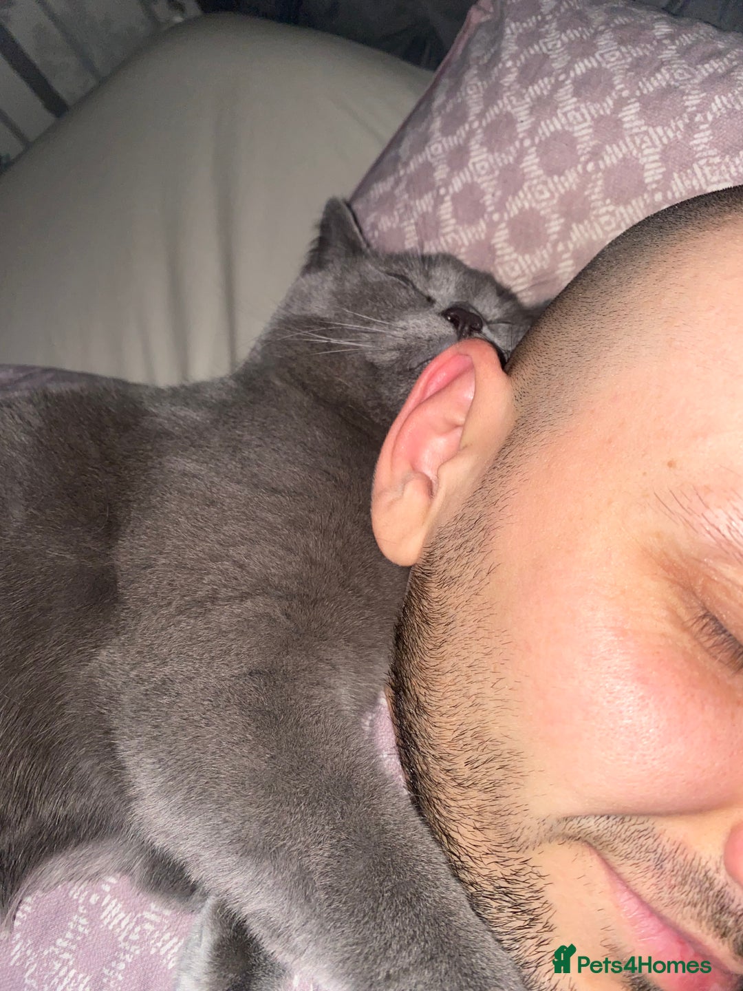 British Shorthair cats for sale: Stunning Rare Pedigree British Shorthair Brothers - Advert 9