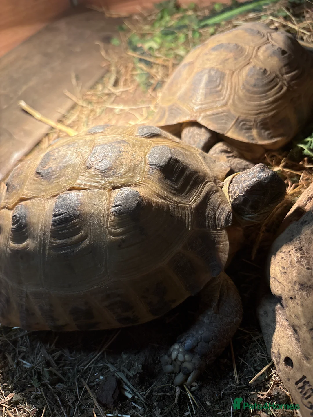 Tortoise reptiles for sale: Male tortoises looking for forever home - Advert 3