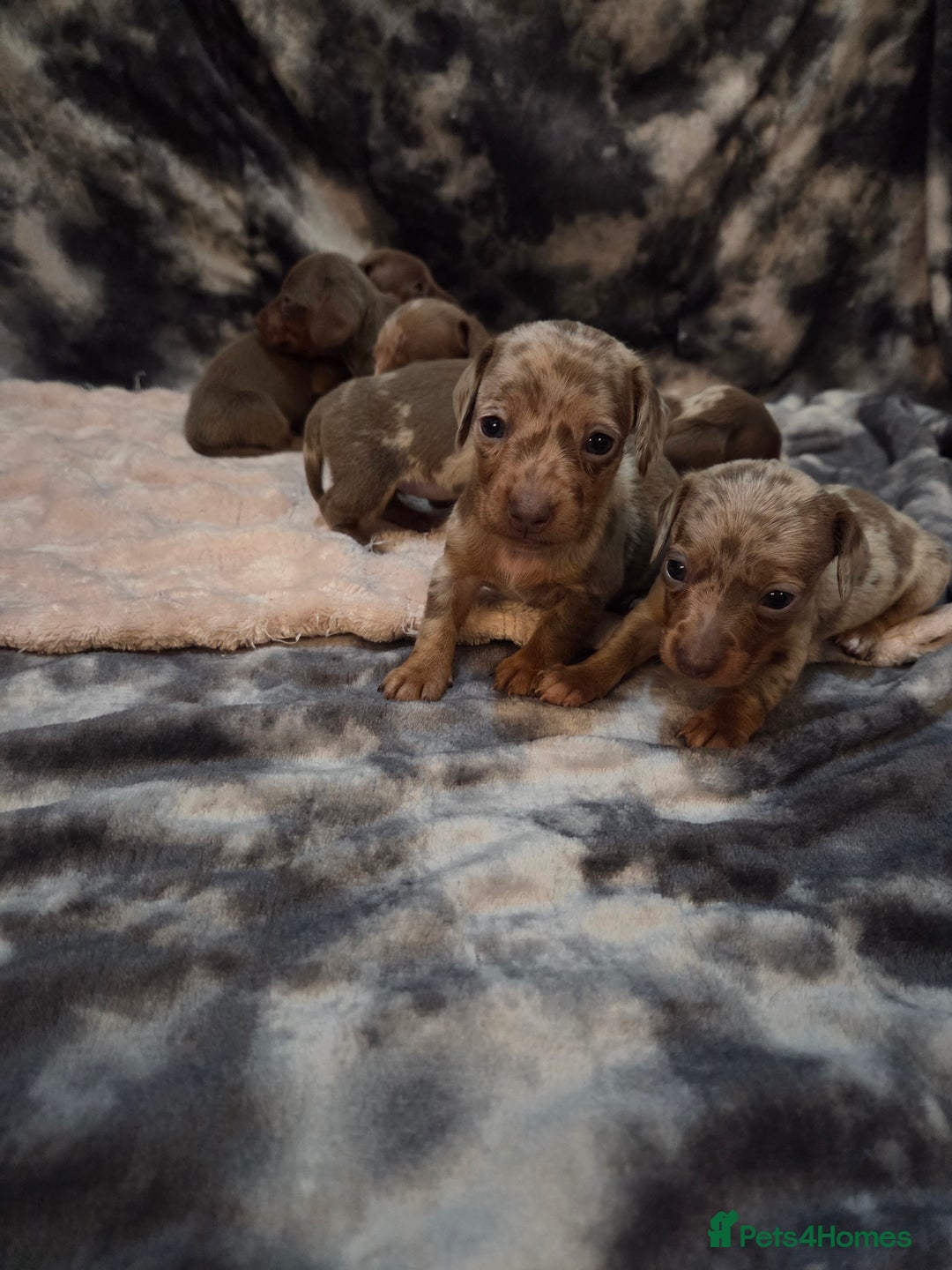 Miniature Dachshund dogs for sale: Miniature dachshund pups KC Reg - Advert 24