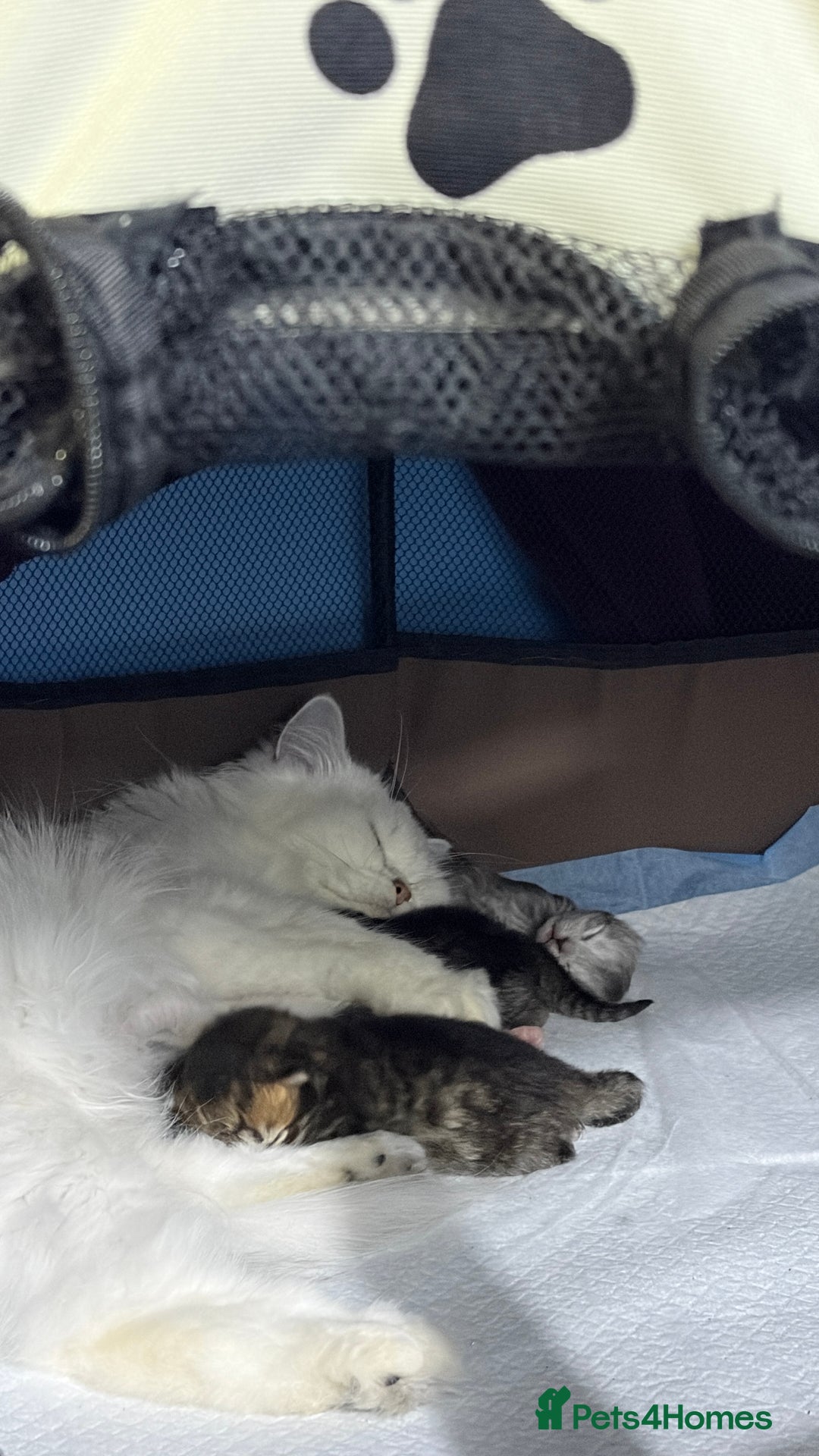 Mixed Breed cats for sale: British long hair X Chinchilla long hair - Advert 16