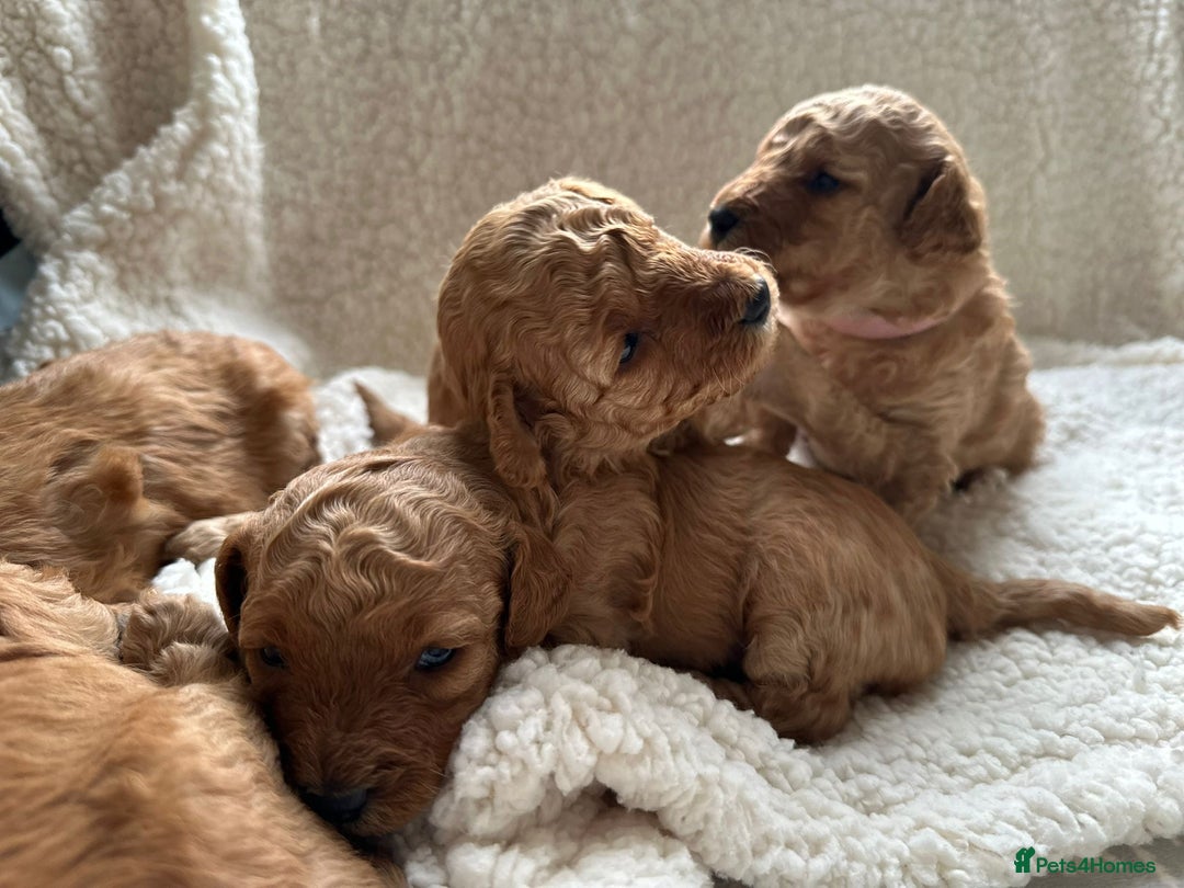 Toy Poodle dogs for sale: Toy Poodle  - Advert 12