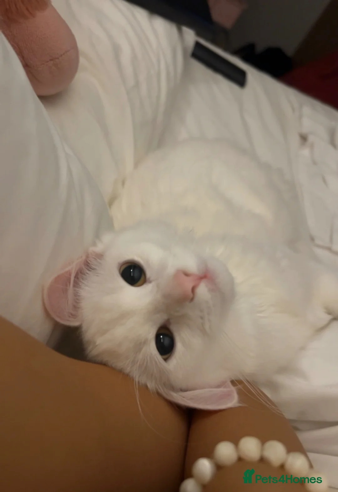 Mixed Breed cats for sale: 7 month old siblings must stay together!! in Colchester - Advert 7