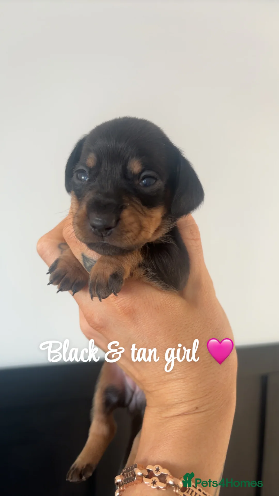 Miniature Dachshund dogs for sale: Miniature smooth haired dachshund  - Advert 3