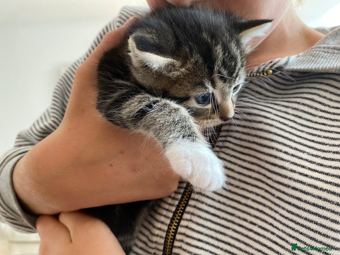 Mixed Breed cats for sale: Four beautiful little kittens - Image 29