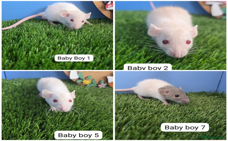 Rat rodents - Advert 3