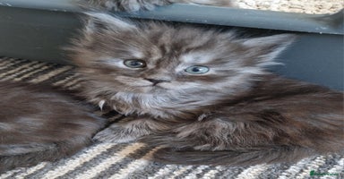 Maine Coon cats Pedigree Smoke Russian Line Mainecoons - Advert 16