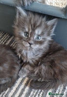 Maine Coon cats Pedigree Smoke Russian Line Mainecoons - Advert 16