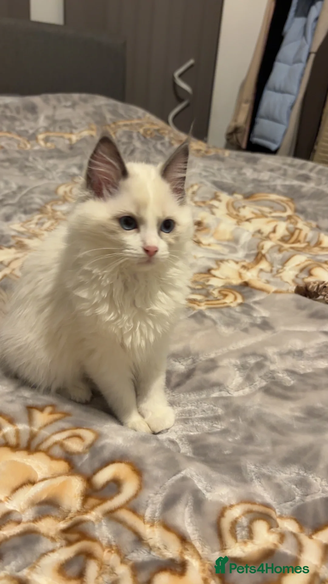 Ragdoll cats for sale: White Female Ragdoll for sale - Advert 7