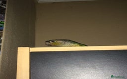 Conures birds for sale: Green Cheek Conure - Image 4