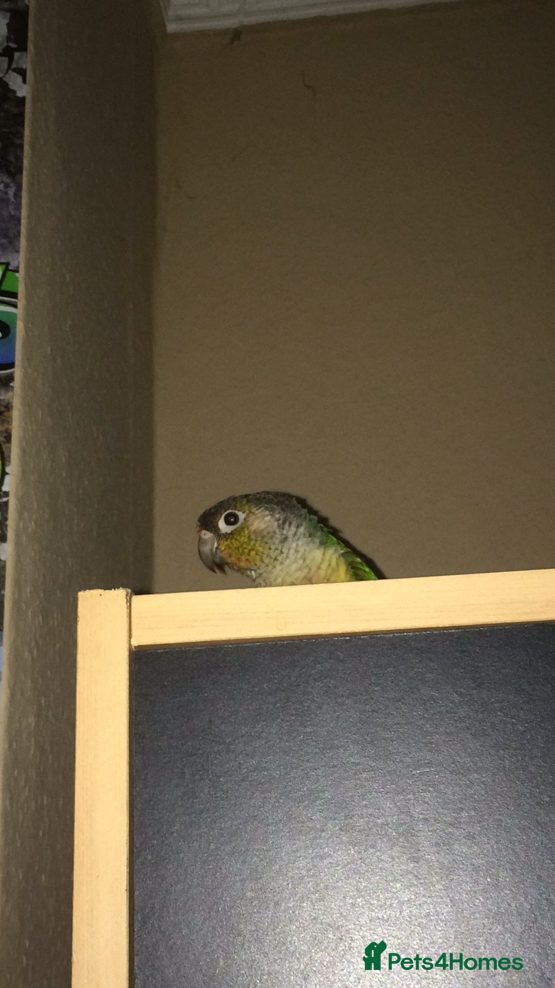 Conures birds for sale: Green Cheek Conure - Image 4