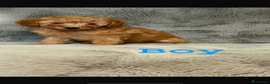 Cockapoo 1