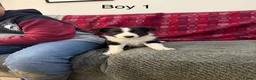Border Collie dogs for sale: Border collie  - Advert 18