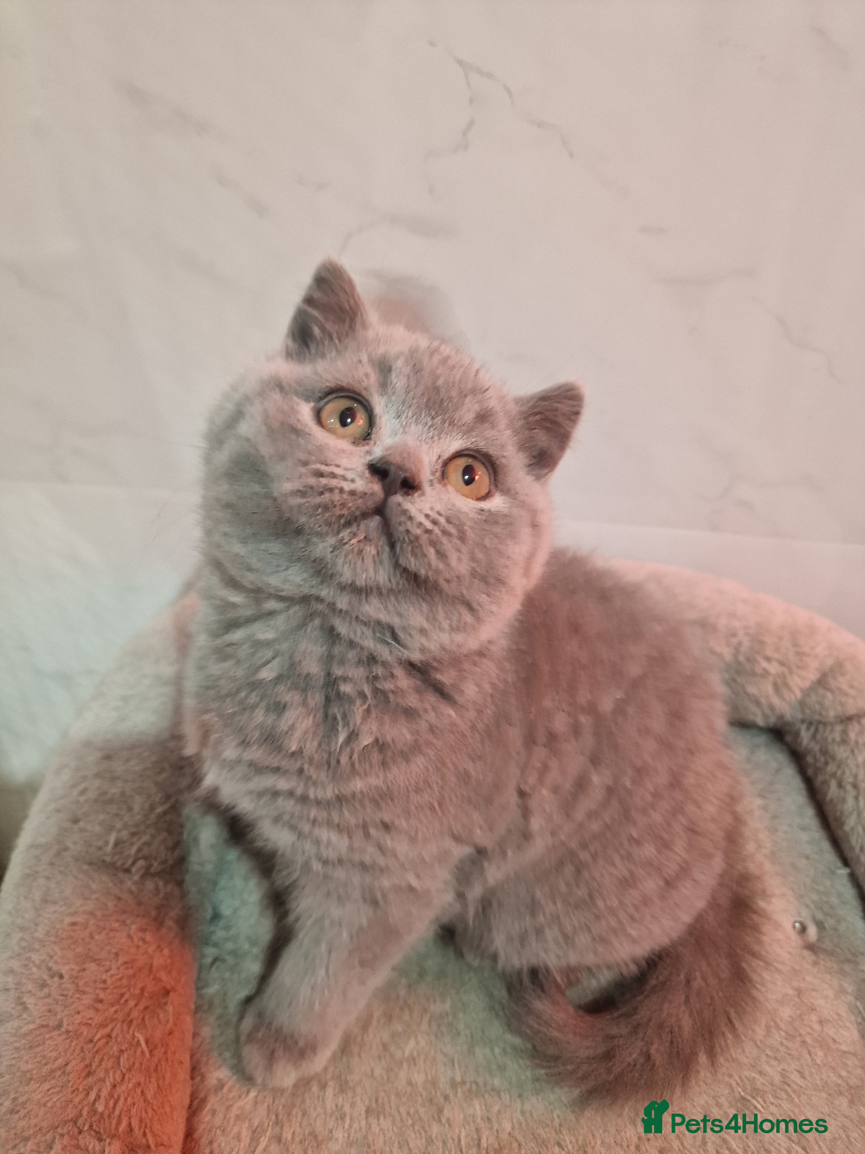 British Shorthair cats Champion Gccf chunky kittens  - Advert 6
