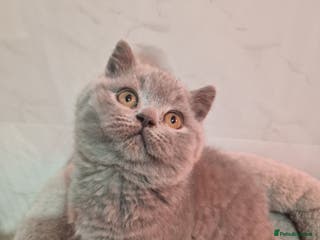 British Shorthair cats Champion Gccf chunky kittens - Advert 3
