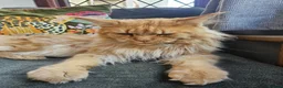 Maine Coon cats for sale: Stunning Pedigree Maine Coon Kittens  - Advert 14