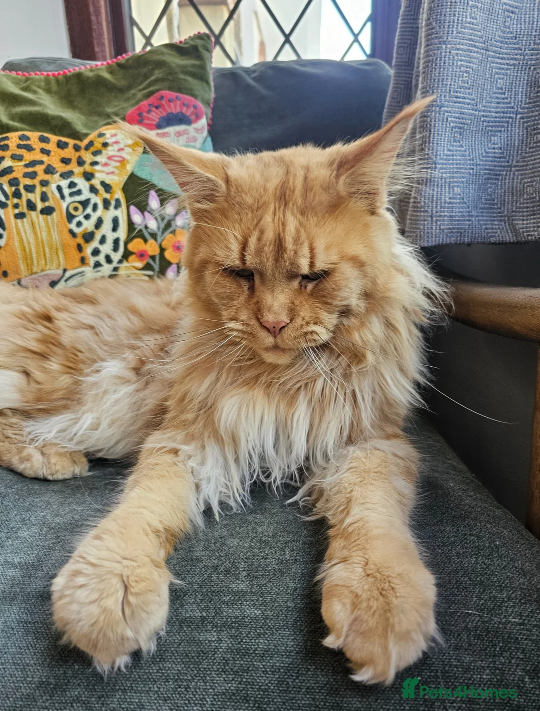 Maine Coon cats for sale: Stunning Pedigree Maine Coon Kittens  - Advert 14