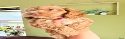 Cockapoo dogs for sale: F1 Cute Fluffy Pups ready to Go Home  - Advert 7