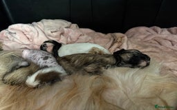 Chinese Crested dogs for sale: HHL Chinese Cresteds  - Image 6