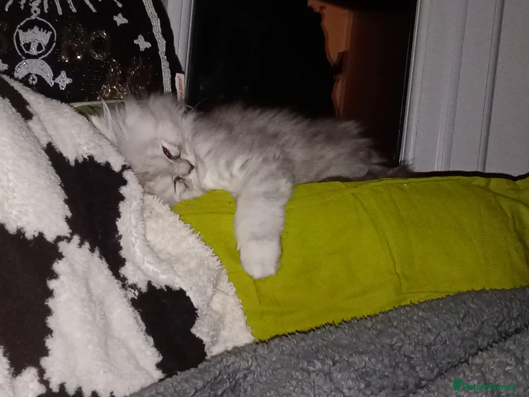 Persian cats for sale: Silver & White Persian Boys Available  in Beverley - Advert 5