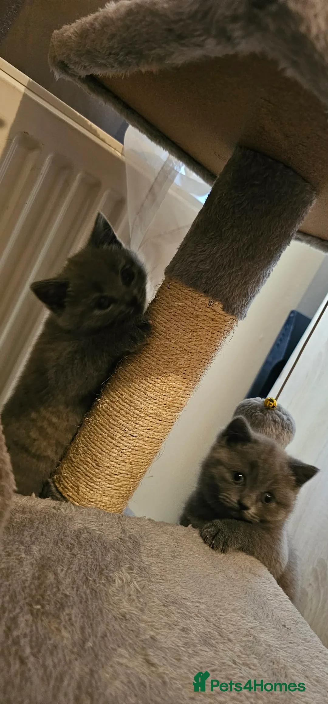 British Shorthair cats for sale: 4 lovely British shorthair kittens - Advert 7