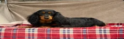 Miniature Dachshund dogs for sale: MINI LONGHAIRED KC GIRL  - Advert 6