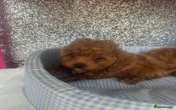 Cavapoo dogs for sale: F1 b cavapoo puppies 🐶  - Image 17