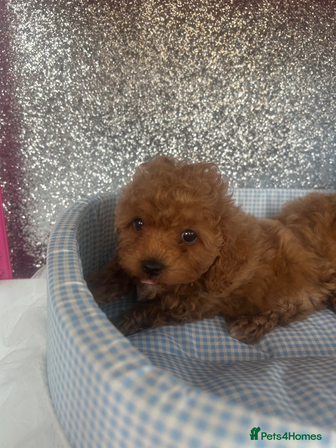 Cavapoo dogs for sale: F1 b cavapoo puppies 🐶  - Image 17