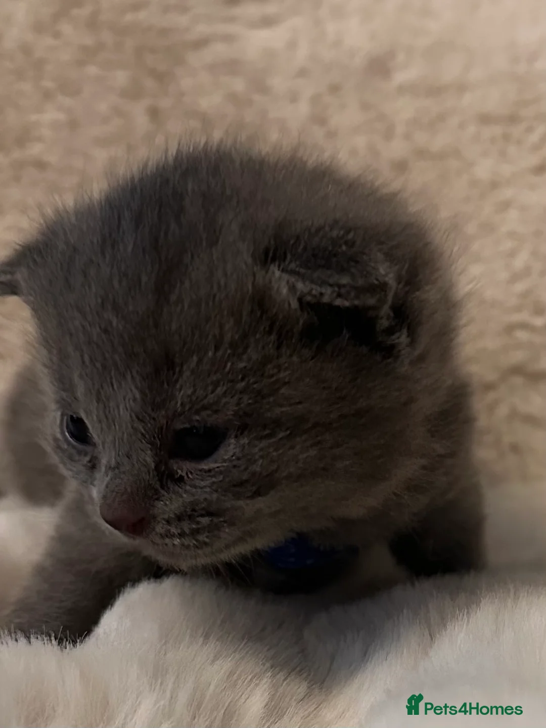 Scottish Fold cats for sale: Last rare choc baby available, weaned & ready ❤️  - Advert 8