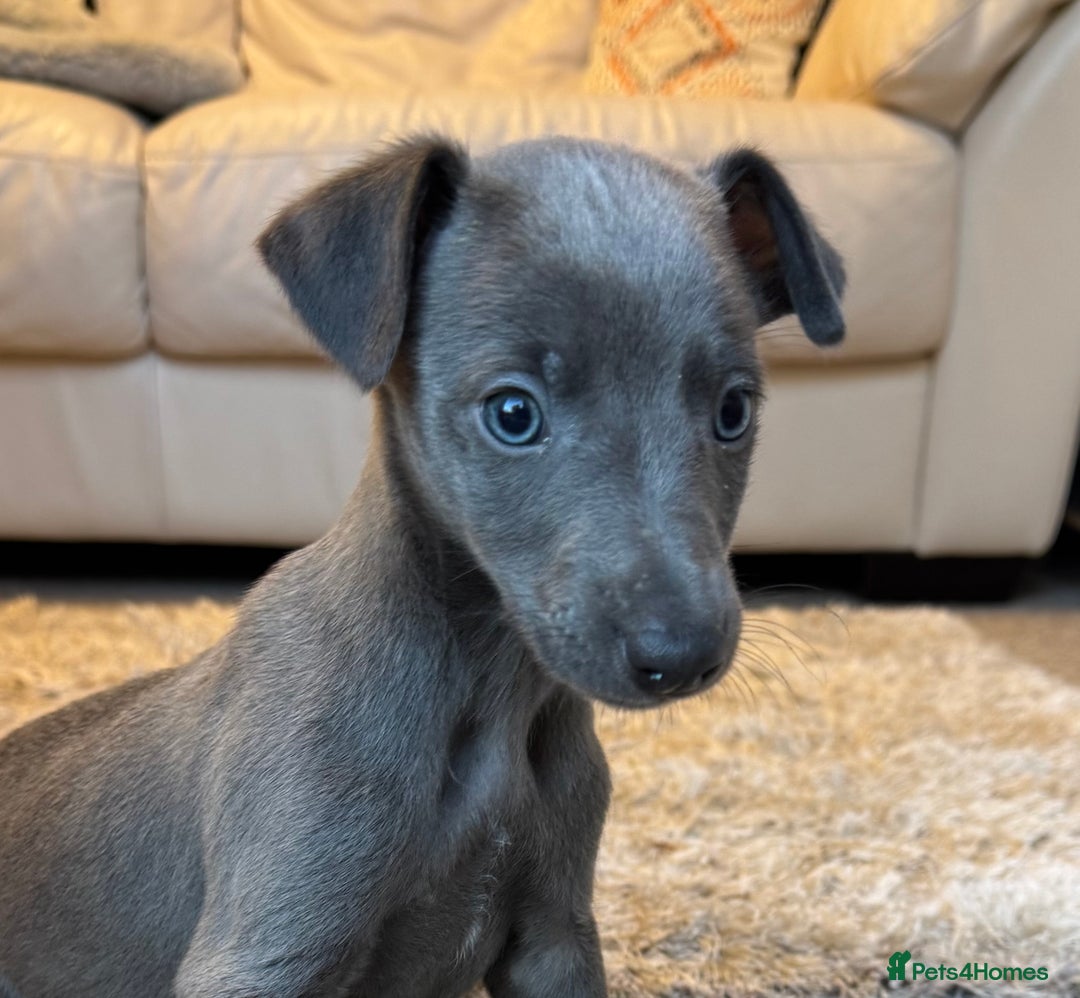 Whippet dogs for sale: Blue KC Whippet Bitch Pup ready now - Advert 3