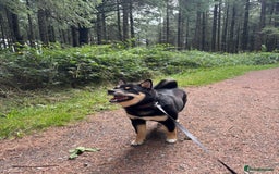 Japanese Shiba Inu dogs for sale: Beautiful Pedigree Shiba Inu (9 month old) - Image 2
