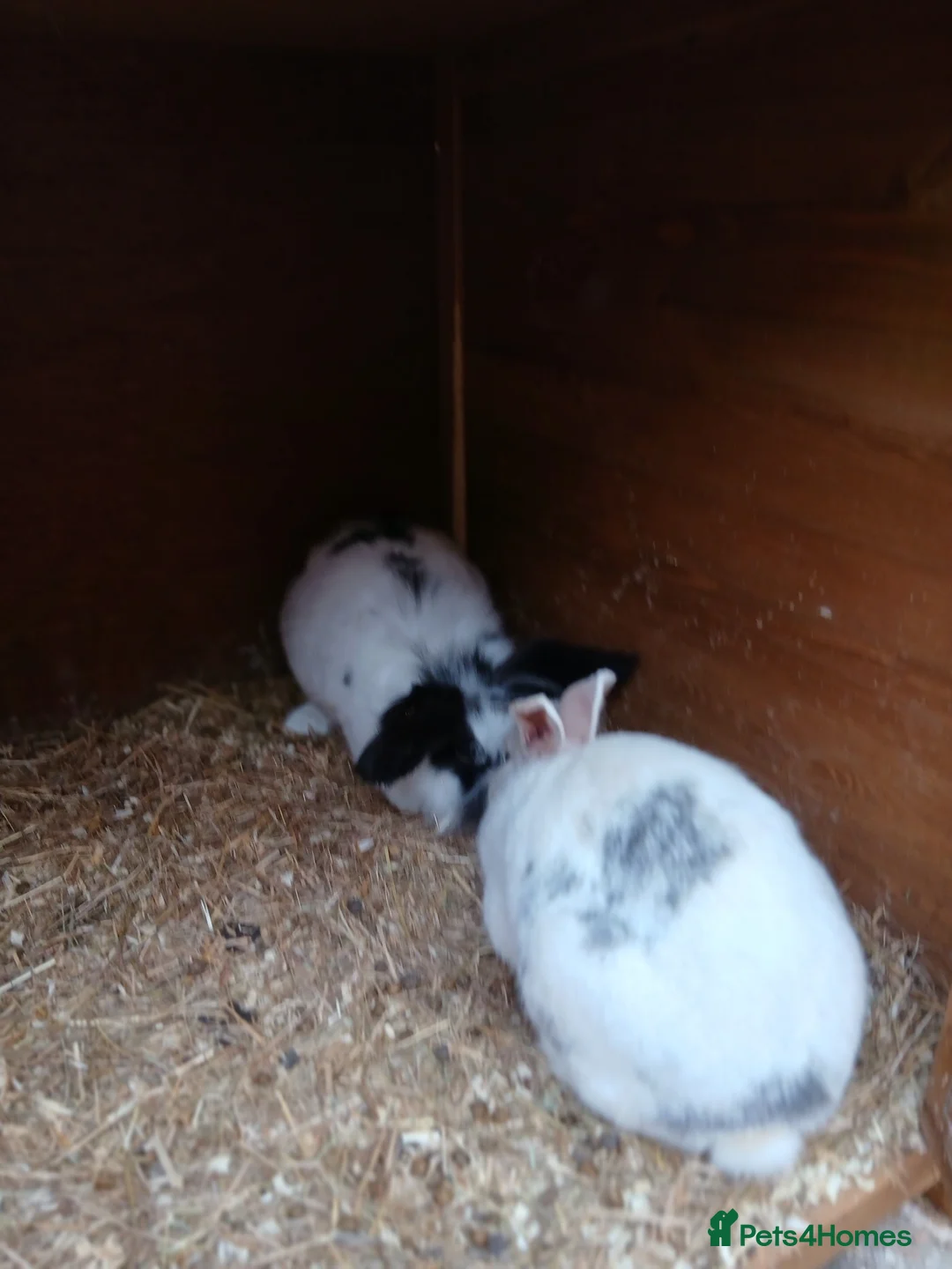 Mixed Breed rabbits for sale: ready to forever homes - Advert 2