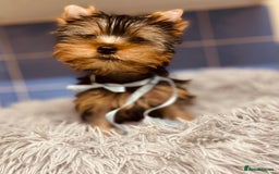 Yorkshire Terrier dogs for sale: Boy Yorkshire Terrier  - Image 7