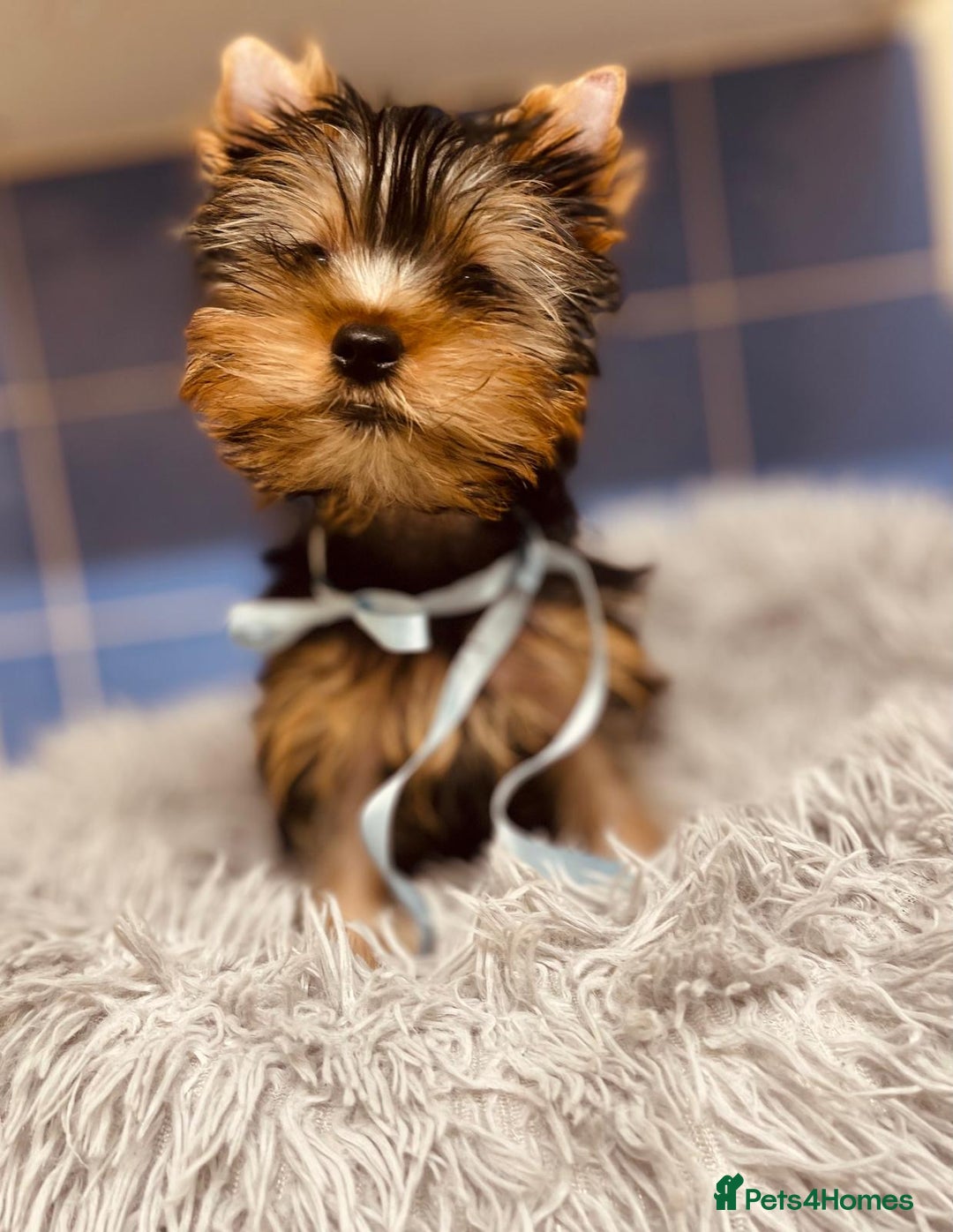 Yorkshire Terrier dogs for sale: Boy Yorkshire Terrier  - Image 7